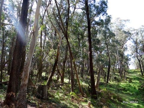 105 Kings Highway, Braidwood NSW 2622, Braidwood - Thumbnail 4
