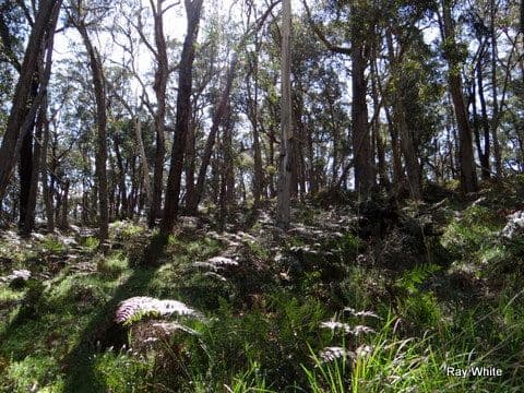 105 Kings Highway, Braidwood NSW 2622, Braidwood - Thumbnail 5