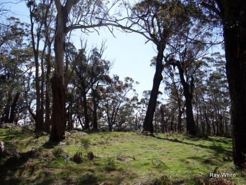 105 Kings Highway, Braidwood NSW 2622, Braidwood - Thumbnail 6