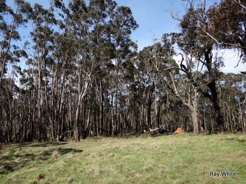 105 Kings Highway, Braidwood NSW 2622, Braidwood - Thumbnail 7