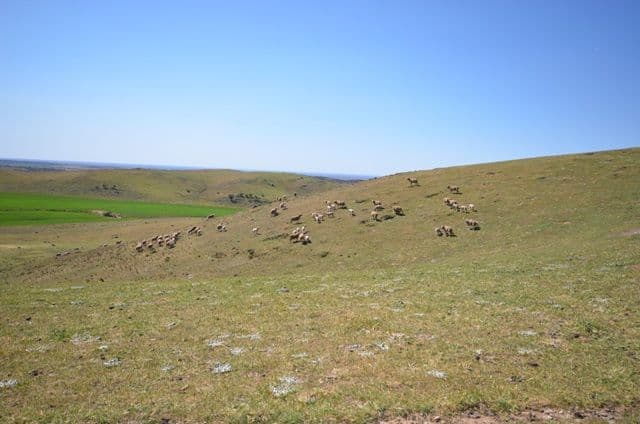 . "Nicholson's", EUDUNDA SA 5374, Eudunda - Thumbnail 4