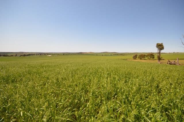. "Nicholson's", EUDUNDA SA 5374, Eudunda - Thumbnail 2