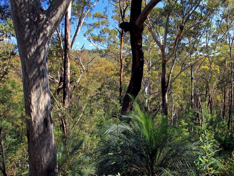 Lot 3 Gannet Road, BAMARANG NSW 2540, Bamarang - Thumbnail 6