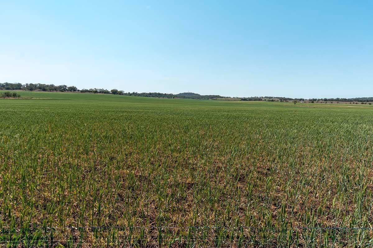 "Bevell-Dean" Lot 1 Millmerran Road, YARRANLEA QLD 4356, Yarranlea - Thumbnail 7