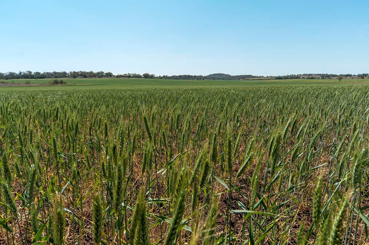 "Bevell-Dean" Lot 1 Millmerran Road, YARRANLEA QLD 4356, Yarranlea - Thumbnail 8