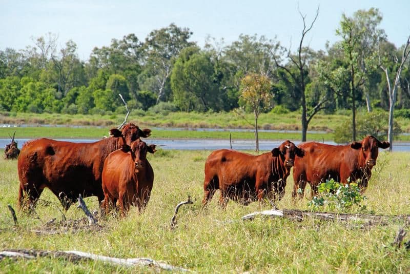 EMERALD QLD 4720, Emerald - Thumbnail 4