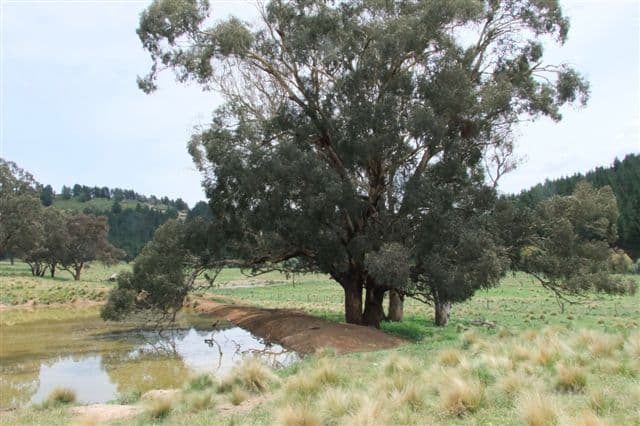 759 Jeremy Road, BURRAGA NSW 2795, Burraga - Thumbnail 8