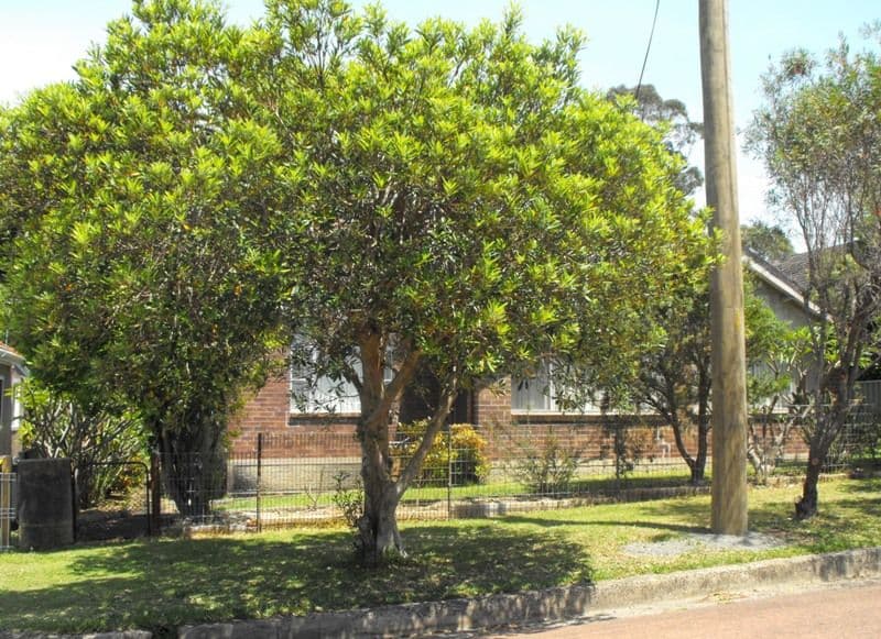 8 The Avenue, CORRIMAL NSW 2518, Corrimal - Thumbnail 2