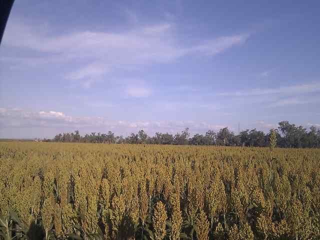 JIMBOUR QLD 4406, Jimbour East - Thumbnail 4