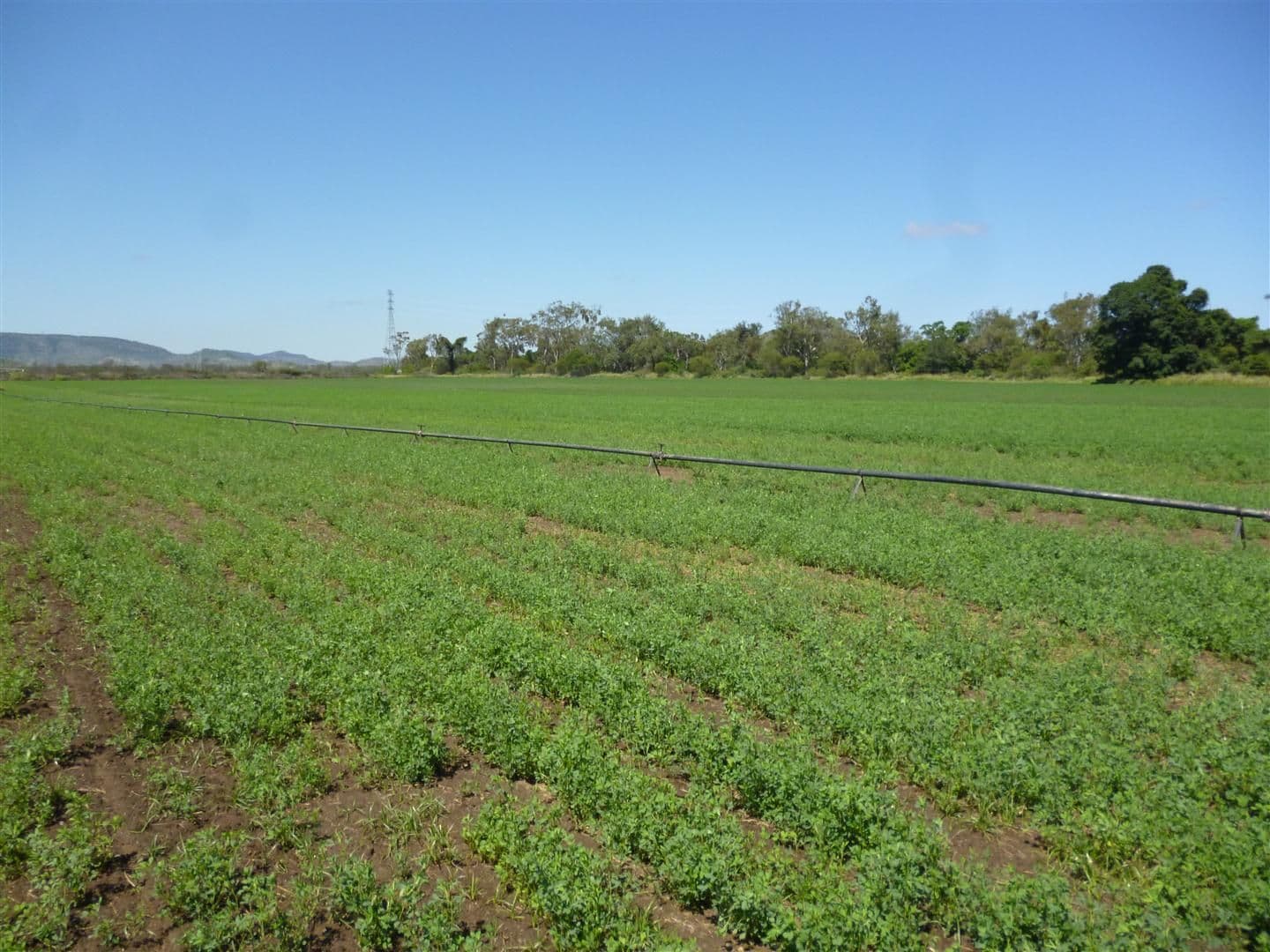 0 Kelly Road, GRACEMERE QLD 4702, Gracemere - Thumbnail 8