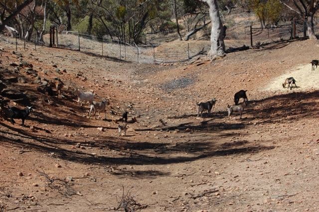 Sec 242 Devils Peak Road, QUORN SA 5433, Quorn - Thumbnail 4