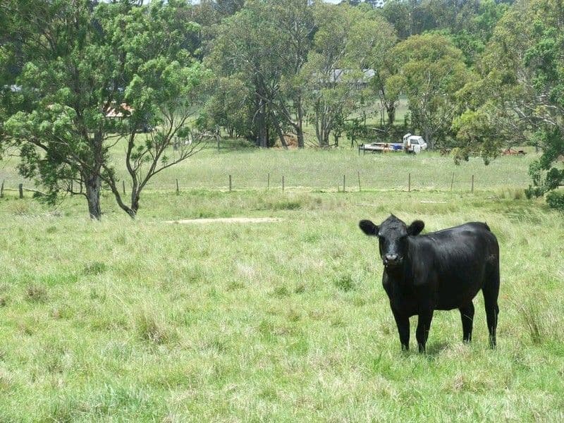 13 Devoncourt Lane, CROWS NEST QLD 4355, Crows Nest - Thumbnail 3