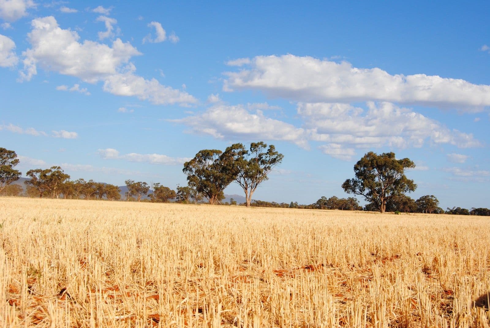 "The Plains" (Cruickshanks), MONIA GAP NSW 2675, Monia Gap - Thumbnail 3