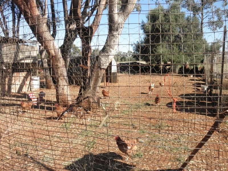 93 Orange Lane, TOTTENHAM NSW 2873, Tottenham - Thumbnail 7