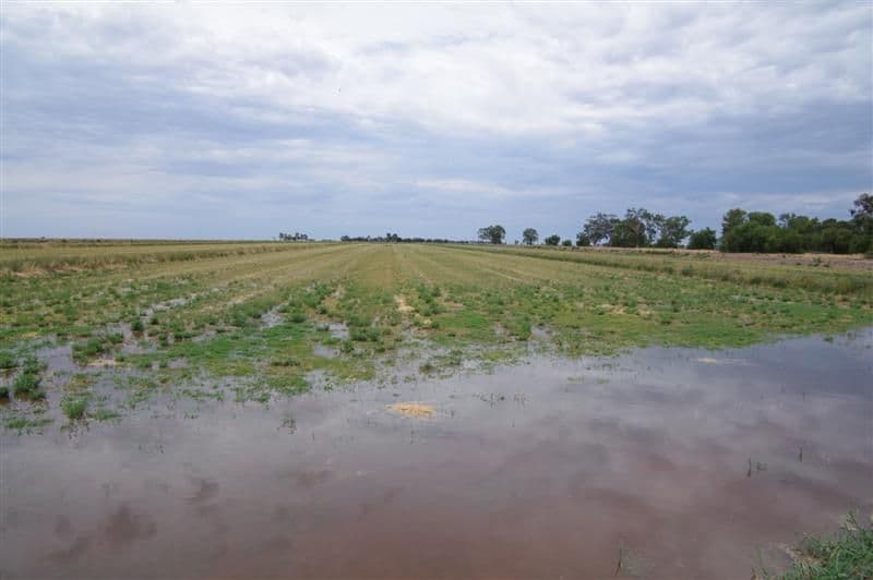 4222 Murrumbidgee Road, CARRATHOOL NSW 2711, Carrathool - Thumbnail 7