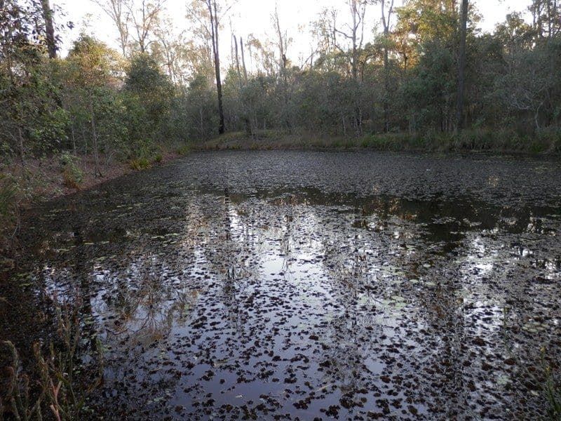Lot 248 James Road, PINE MOUNTAIN QLD 4306, Pine Mountain - Thumbnail 4