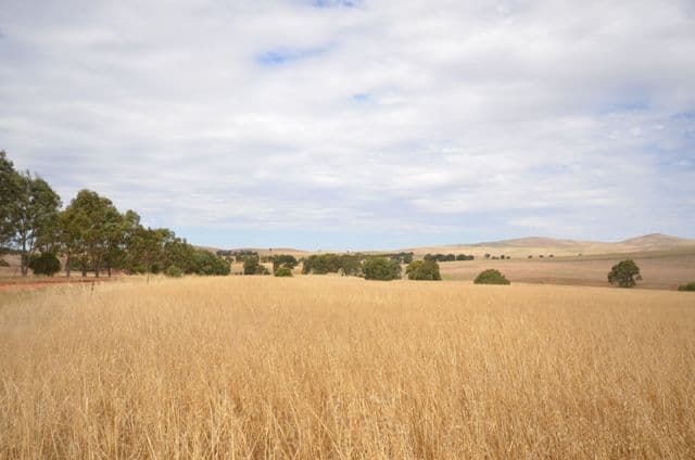 . "Donara", MOUNT BRYAN SA 5418, Mount Bryan - Thumbnail 2