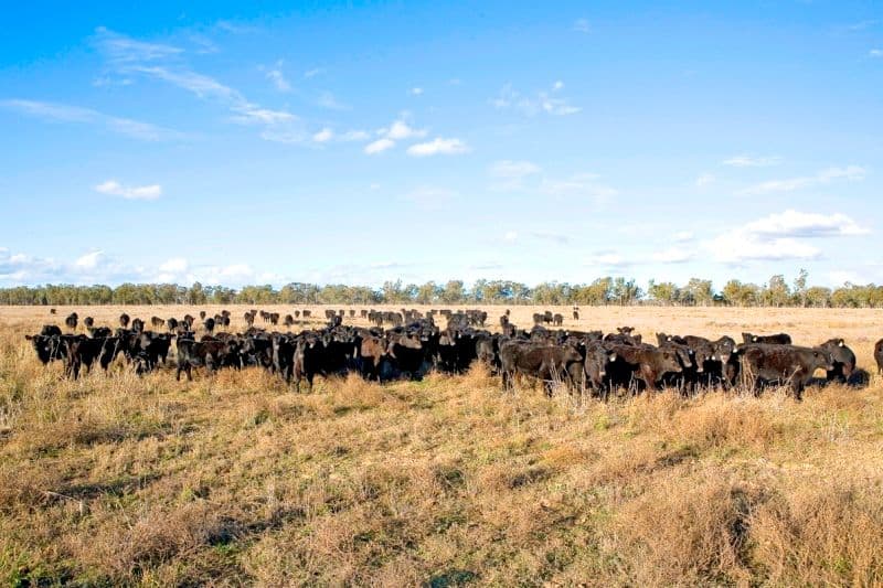 GOONDIWINDI QLD 4390, Goondiwindi - Thumbnail 4