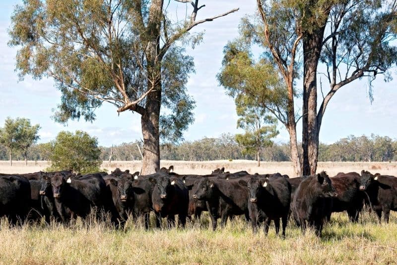 GOONDIWINDI QLD 4390, Goondiwindi - Thumbnail 3
