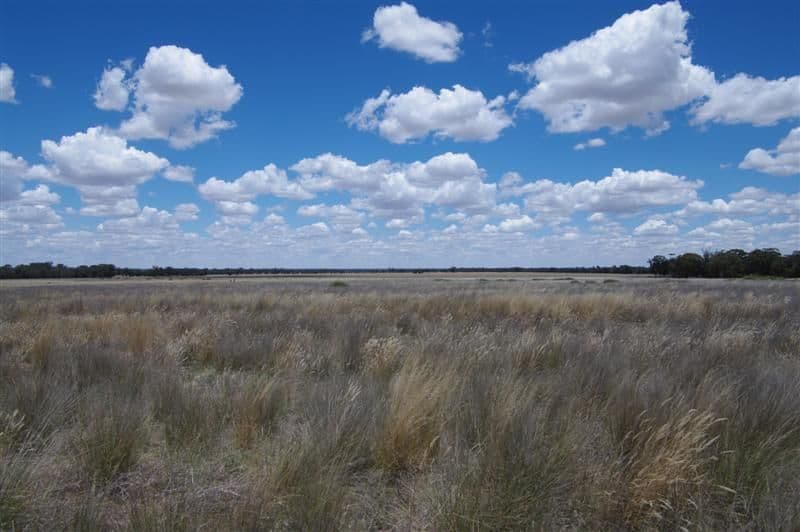 Marylands Wargin Road, WEST WYALONG NSW 2671, West Wyalong - Thumbnail 2