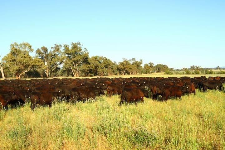 'Ashbury' 150 Old Forbes Road, YOUNG NSW 2594, Young - Image 1