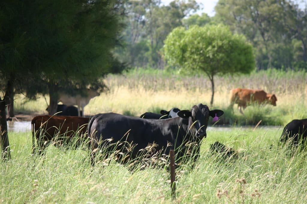 CHINCHILLA QLD 4413, Chinchilla - Thumbnail 2