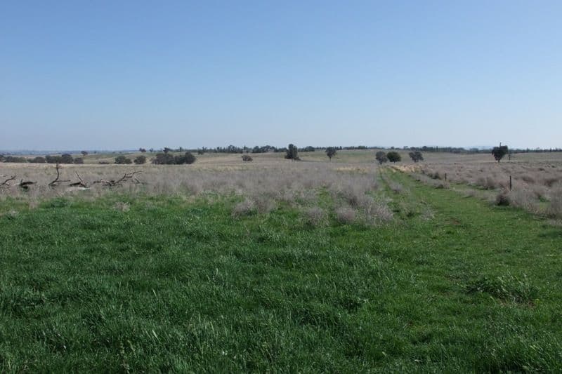 1455 Euchareena Road, MOLONG NSW 2866, Molong - Thumbnail 5