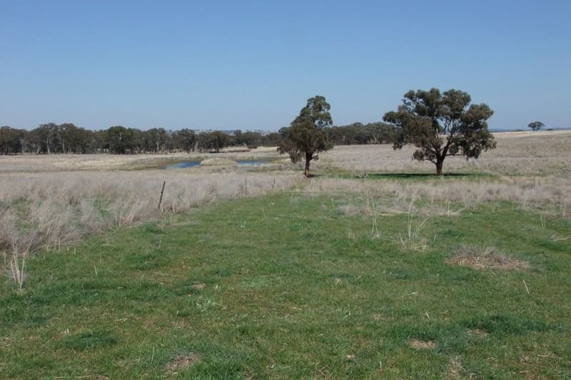 1455 Euchareena Road, MOLONG NSW 2866, Molong - Image 1