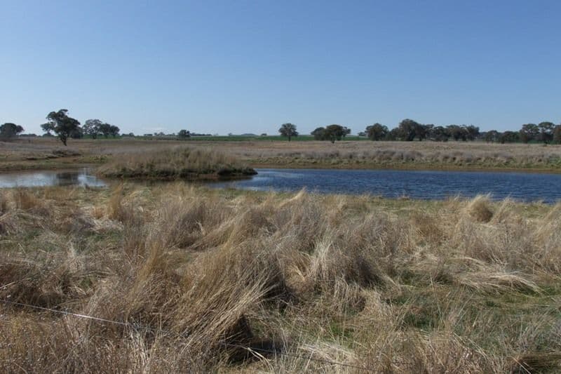 1455 Euchareena Road, MOLONG NSW 2866, Molong - Thumbnail 8