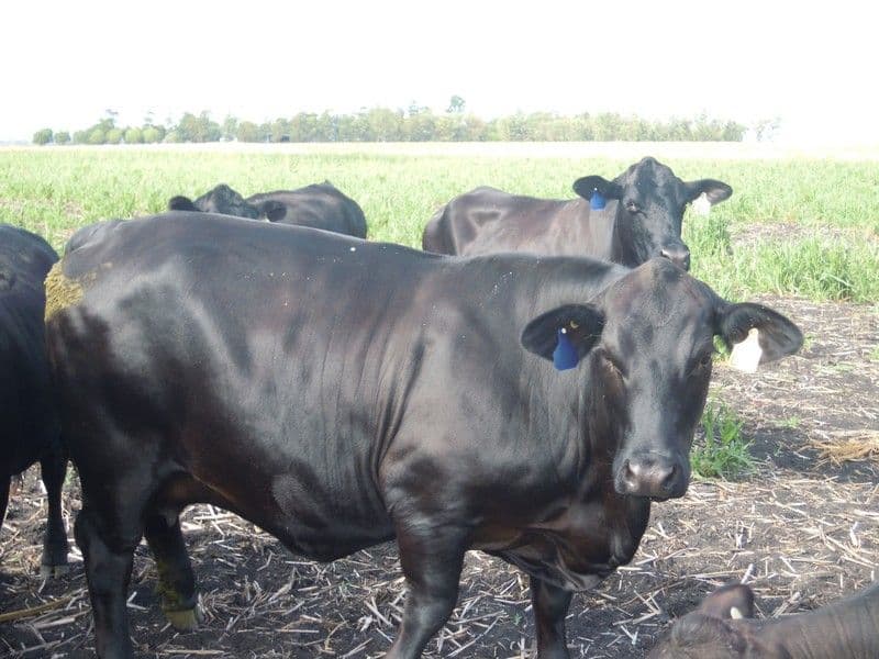 0 Clifton - Pittsworth Road, PITTSWORTH QLD 4356, Pittsworth - Thumbnail 6