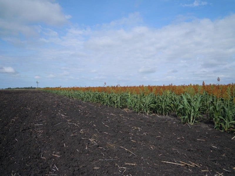 0 Clifton - Pittsworth Road, PITTSWORTH QLD 4356, Pittsworth - Thumbnail 7