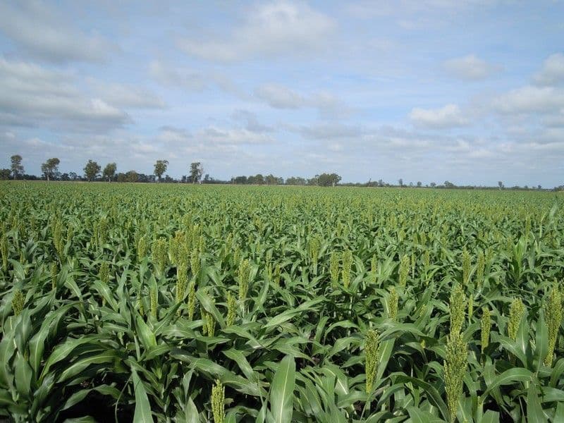 0 Pittsworth-Tummaville Road, PITTSWORTH QLD 4356, Pittsworth - Image 1