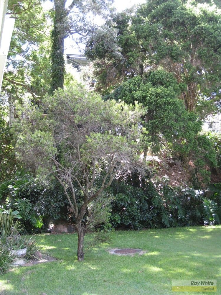88 Bayview Terrace, CLAYFIELD QLD 4011, Clayfield - Thumbnail 5