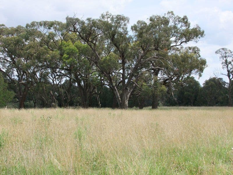 171 St Anthonys Creek Road, BATHURST NSW 2795, Bathurst - Thumbnail 3