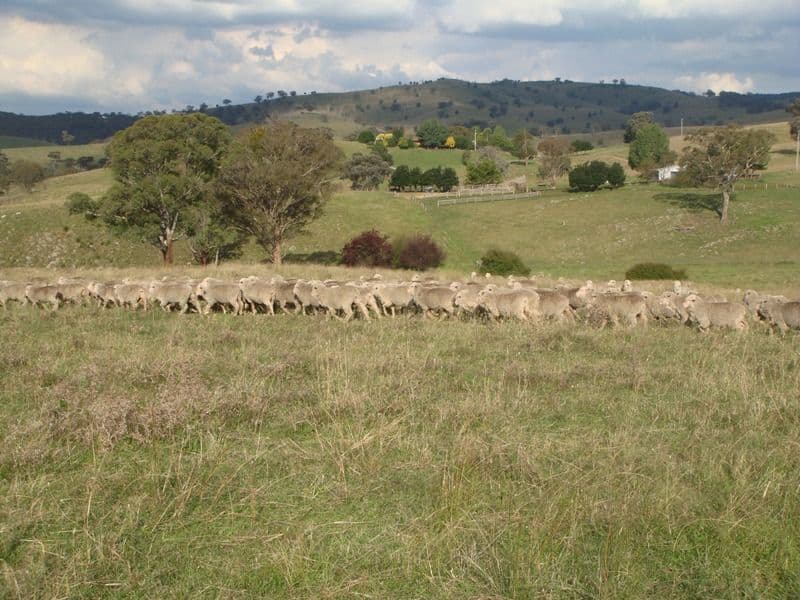BATHURST NSW 2795, Bathurst - Image 1