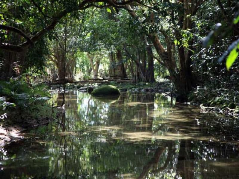 21 Munro Road, BELLENDEN KER QLD 4871, Bellenden Ker - Thumbnail 6