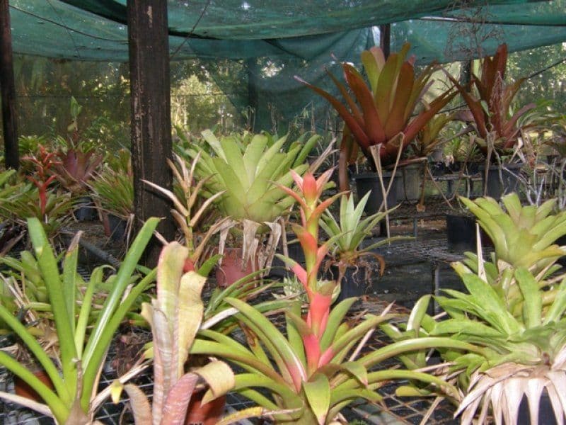 21 Munro Road, BELLENDEN KER QLD 4871, Bellenden Ker - Thumbnail 5