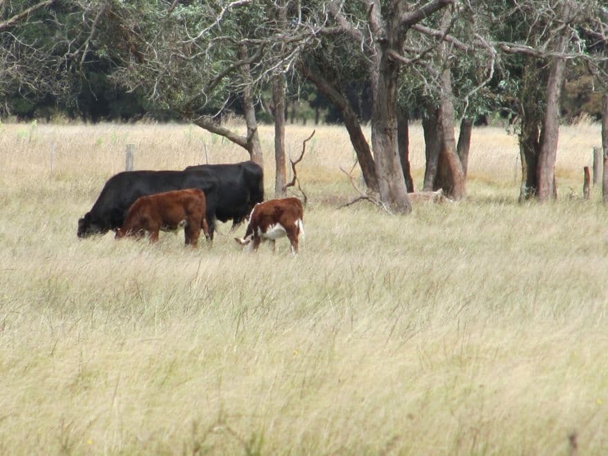 94 Carrs Creek Road, LONGFORD VIC 3851, Longford - Thumbnail 3