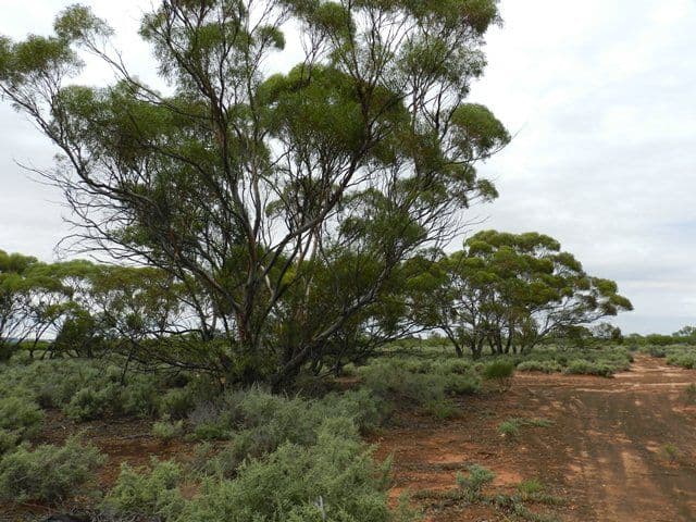51 Spendiff Road, WINKIE SA 5343, Winkie - Thumbnail 4