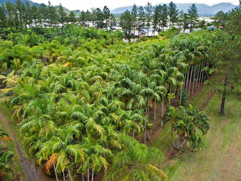 Lot 1 Mill Road, EDMONTON QLD 4869, Edmonton - Thumbnail 5