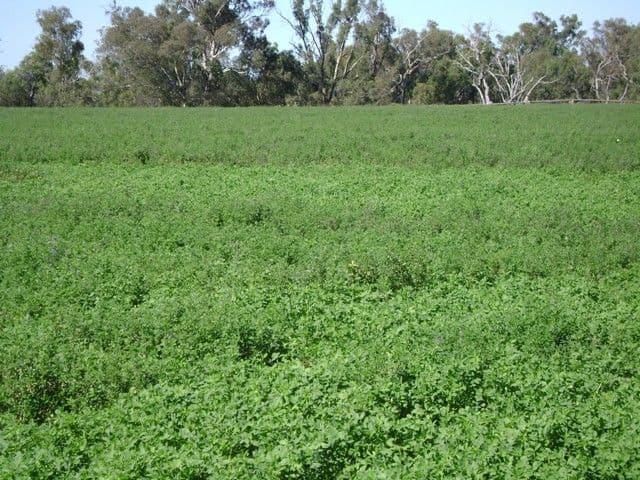 1592 Casuarina Drive, GOOLOOGONG NSW 2805, Gooloogong - Thumbnail 3