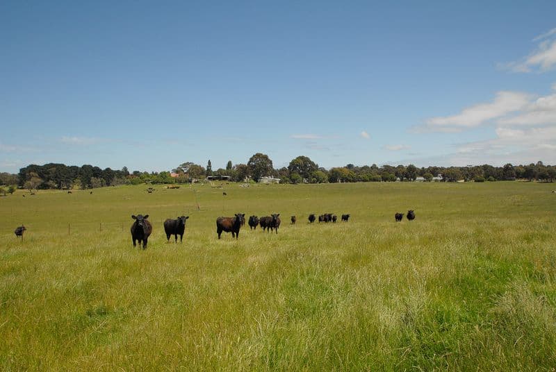 610 North Road, PEARCEDALE VIC 3912, Pearcedale - Image 1