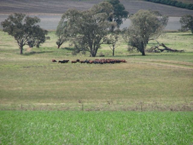 CARGO NSW 2800, Cargo - Thumbnail 7