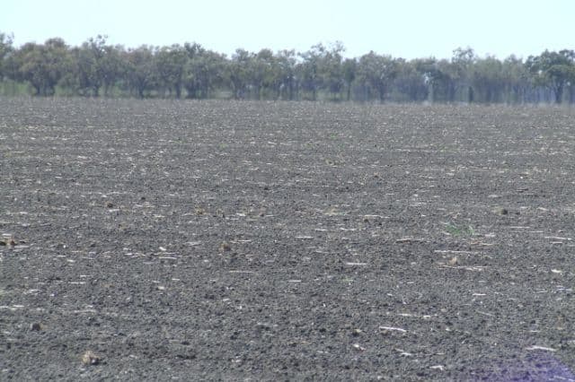 23 Willaroo Road, BOGGABILLA NSW 2409, Boggabilla - Thumbnail 6