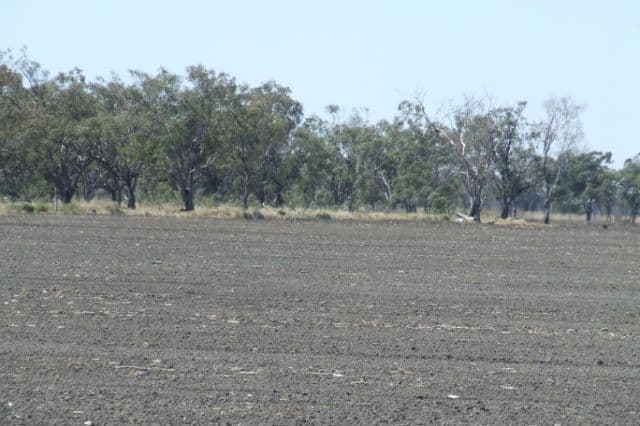 23 Willaroo Road, BOGGABILLA NSW 2409, Boggabilla - Thumbnail 4