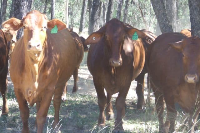 23 Willaroo Road, BOGGABILLA NSW 2409, Boggabilla - Thumbnail 5