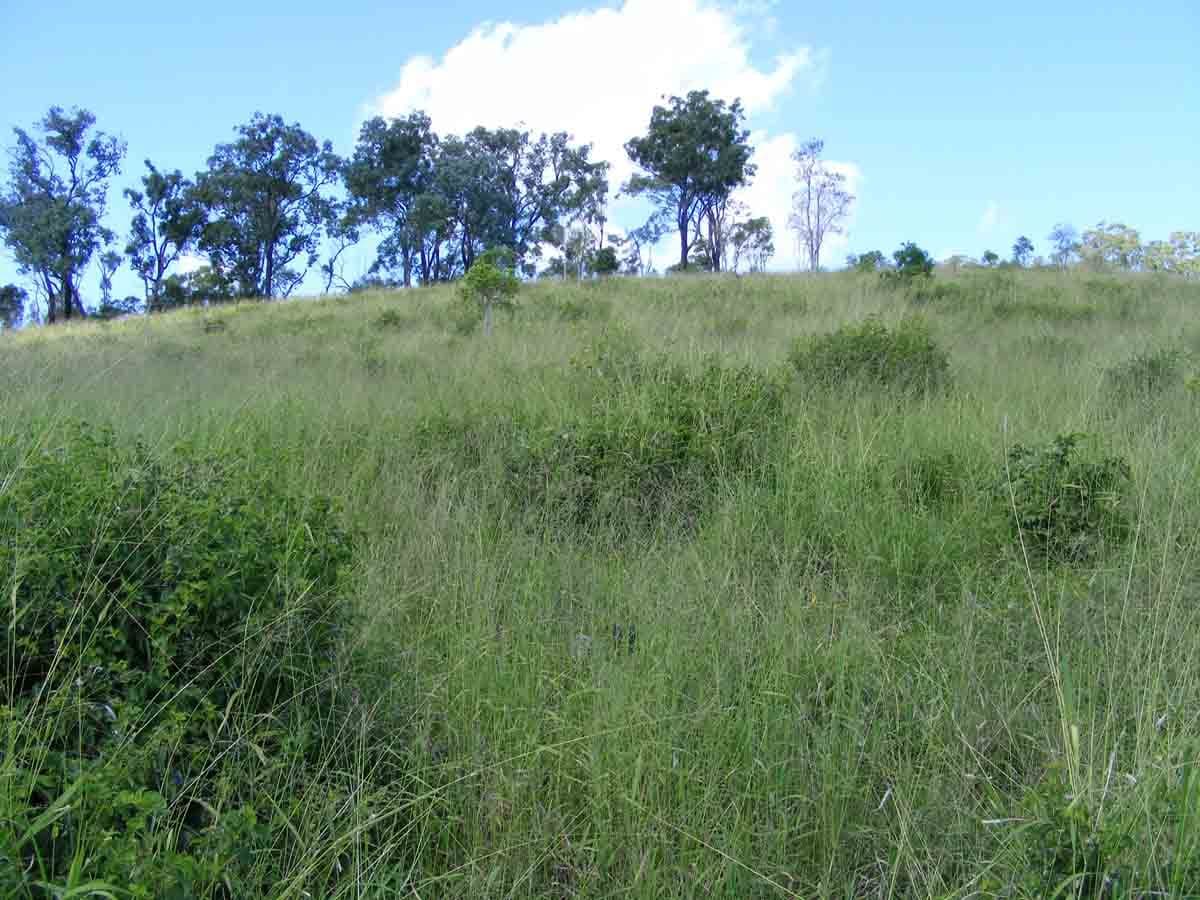 395 Sawpit Gully Road, ROCKMOUNT QLD 4344, Rockmount - Thumbnail 3