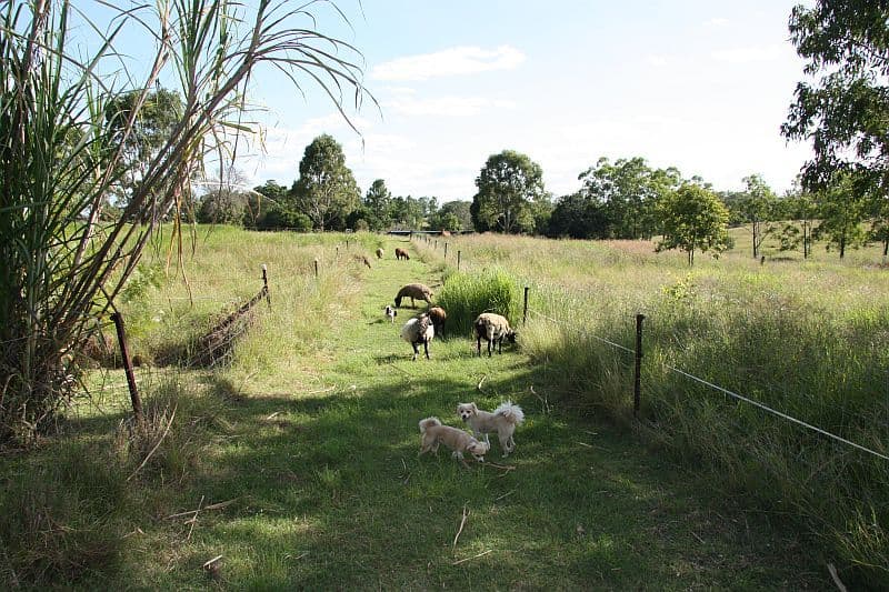 THEEBINE QLD 4570, Theebine - Thumbnail 7