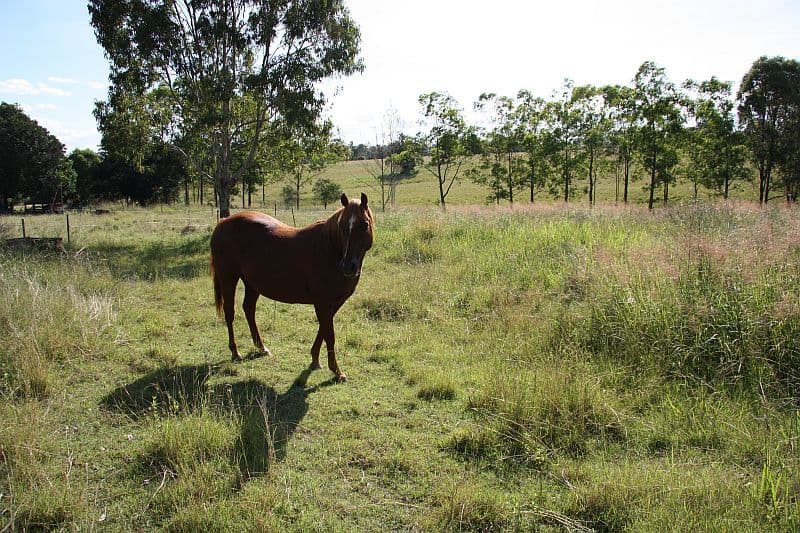THEEBINE QLD 4570, Theebine - Thumbnail 3
