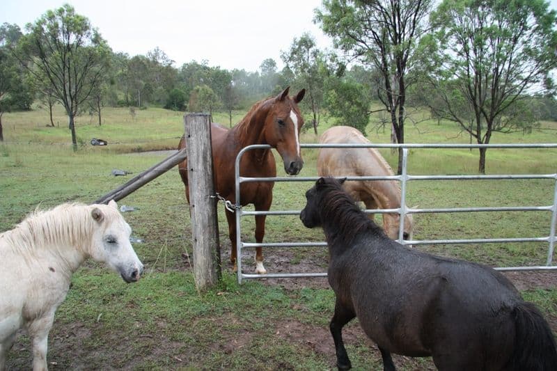 161 Jensen Road, LOWER WONGA QLD 4570, Lower Wonga - Thumbnail 3